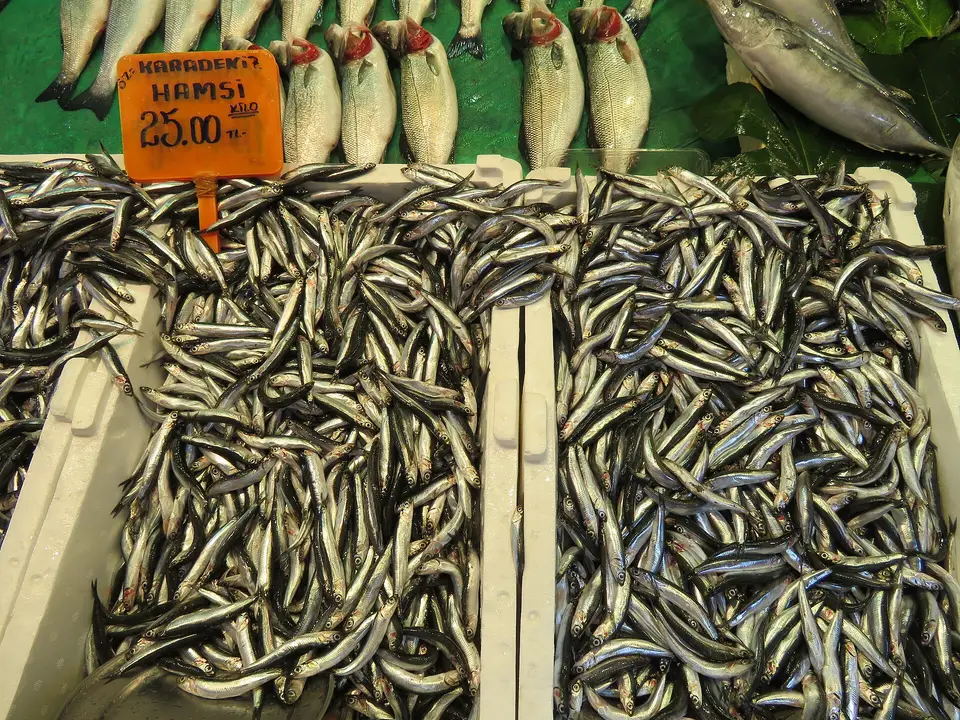 Kadıköy'de kasalar içinde fiyat kartlı Karadeniz hamsisi